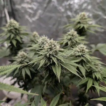 Sour Zoda in Living Soil