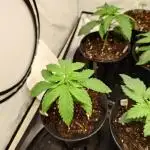 Georgia Pie|PAX Genetix|Wizzy's Garten