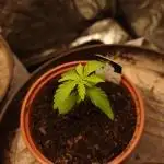 Seifuku + Sour Zoda in Living Soil