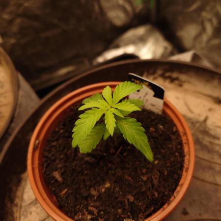 Seifuku + Sour Zoda in Living Soil