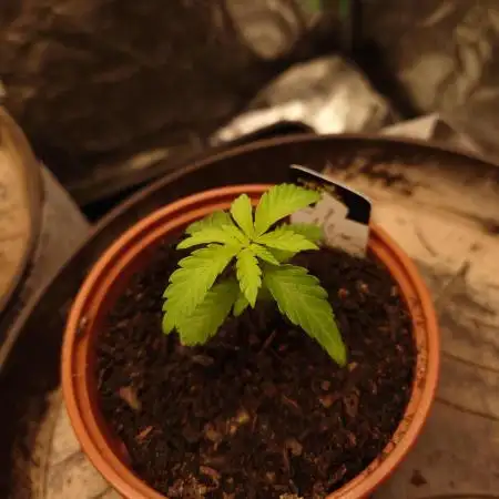 Seifuku + Sour Zoda in Living Soil