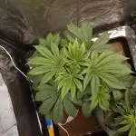 Seifuku + Sour Zoda in Living Soil