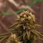 Sour Zoda in Living Soil