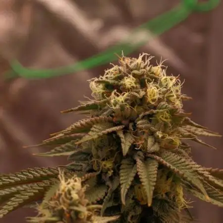 Sour Zoda in Living Soil