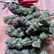 Sour Zoda in Living Soil