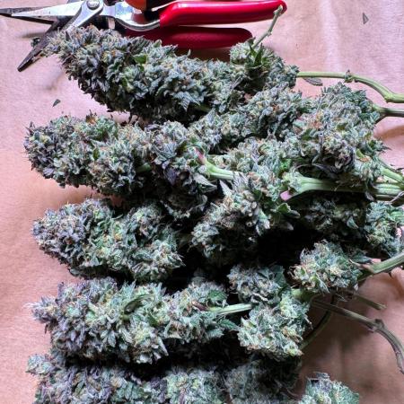 Sour Zoda in Living Soil