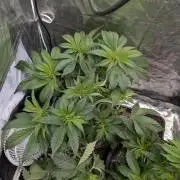 Living Soil regelt - 3 Sorten