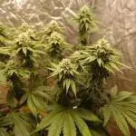 Sour Zoda in Living Soil