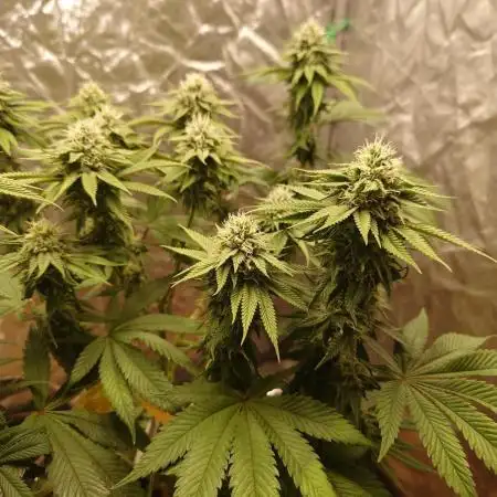 Sour Zoda in Living Soil