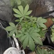 Living Soil regelt - 3 Sorten