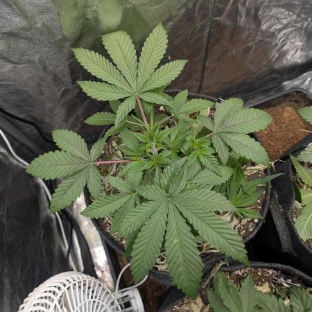 Living Soil regelt - 3 Sorten