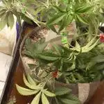 Sour Zoda in Living Soil