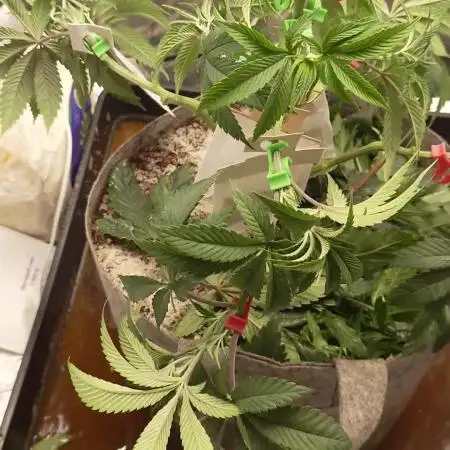 Seifuku + Sour Zoda in Living Soil