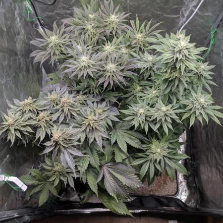 Living Soil regelt - 3 Sorten