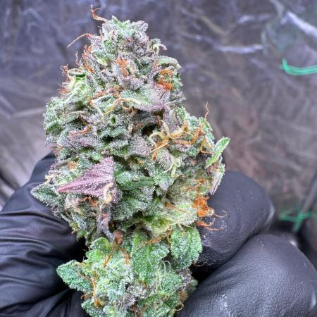 Sour Zoda in Living Soil