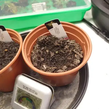 Seifuku + Sour Zoda in Living Soil