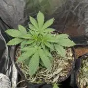 Living Soil regelt - 3 Sorten