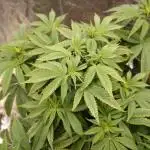 Sour Zoda in Living Soil