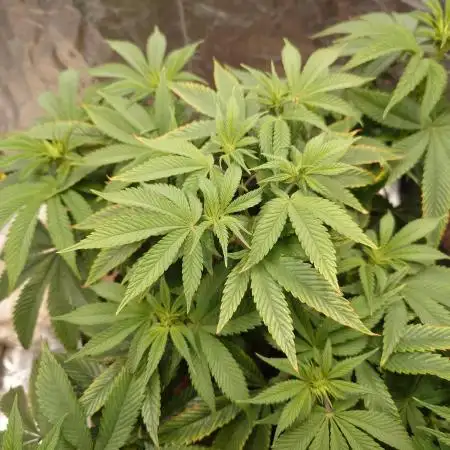 Sour Zoda in Living Soil