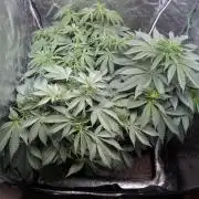 Living Soil regelt - 3 Sorten