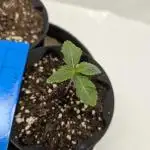 Living Soil regelt - 3 Sorten