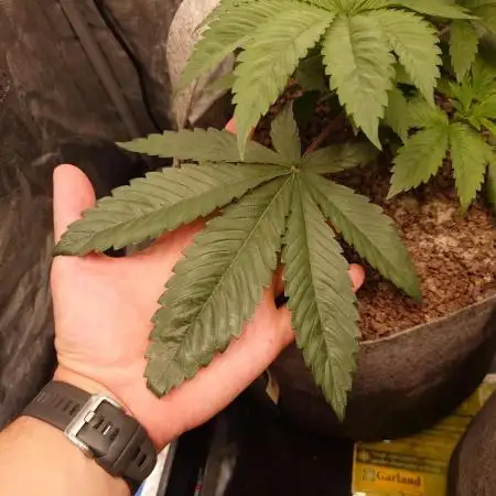Seifuku + Sour Zoda in Living Soil