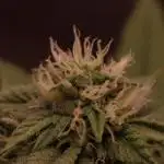Sour Zoda in Living Soil