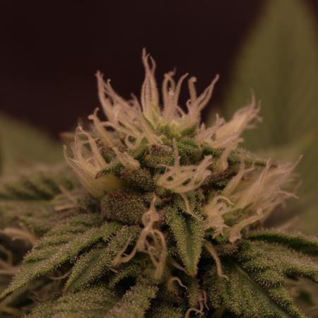 Sour Zoda in Living Soil