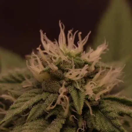 Sour Zoda in Living Soil