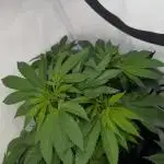 Georgia Pie|PAX Genetix|Wizzy's Garten