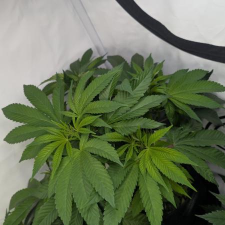 Georgia Pie|PAX Genetix|Wizzy's Garten