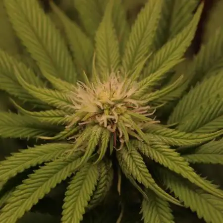 Sour Zoda in Living Soil