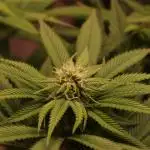 Sour Zoda in Living Soil