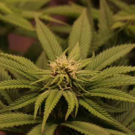 Sour Zoda in Living Soil