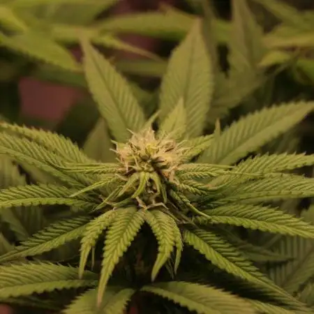 Sour Zoda in Living Soil