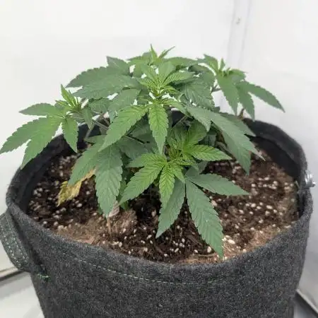 Georgia Pie|PAX Genetix|Wizzy's Garten