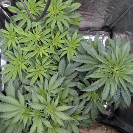 Living Soil regelt - 3 Sorten