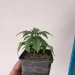 Limon Blanco V3