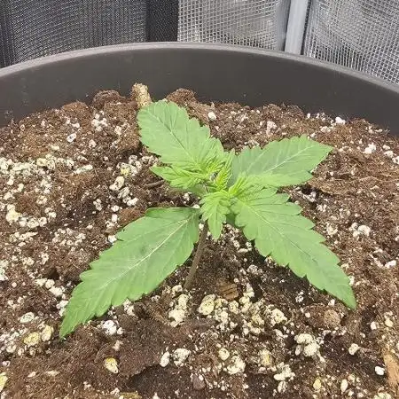 Gorilla Z Fast Buds
