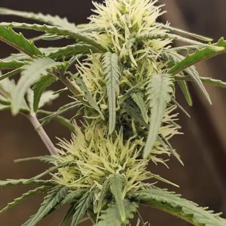 Gorilla Z Fast Buds