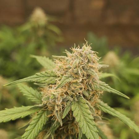 Gorilla Z Fast Buds