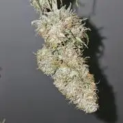 Gorilla Z Fast Buds