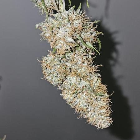Gorilla Z Fast Buds