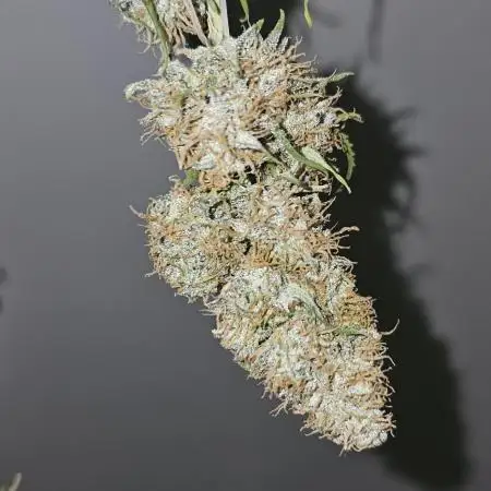 Gorilla Z Fast Buds