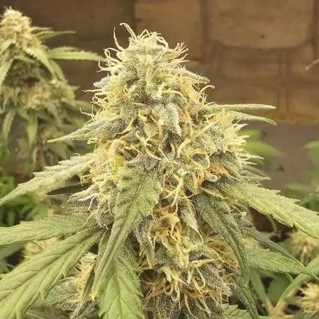 Gorilla Z Fast Buds