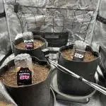 Auto Mix Run ( First Time AutoFlower )