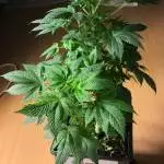 Beta Hydri