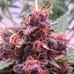 PURPLE LEMONADE