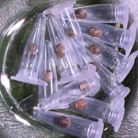 seedsFROMaccidentally pollinated FBplant