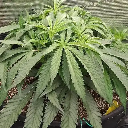 Grow 3  blue gelato & GMP